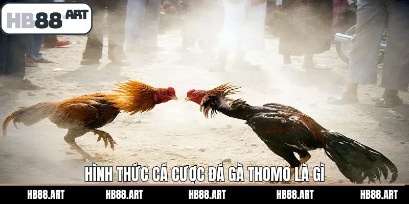 Các hình thức chọi kê trong đá gà Thomo là gì