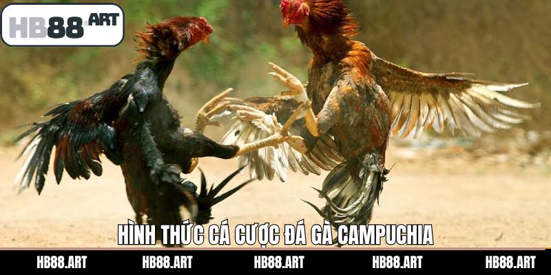 Khám phá về loại chọi gà Campuchia phổ biến nhất
