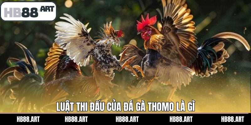 Luật thi đấu các trận chọi gà Thomo