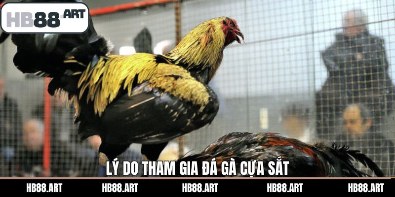 Lý do nên chọn đá gà cựa sắt Hb88 để cá cược