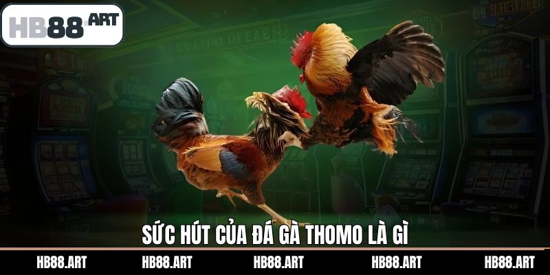 Sức hấp dẫn của chọi gà Thomo trực tuyến