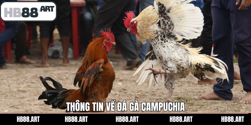 Khái quát sơ lược về đá gà tại Campuchia