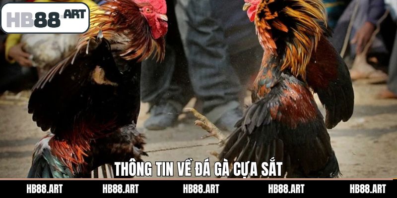 Thông tin khái niệm thế nào là đá gà cựa sắt