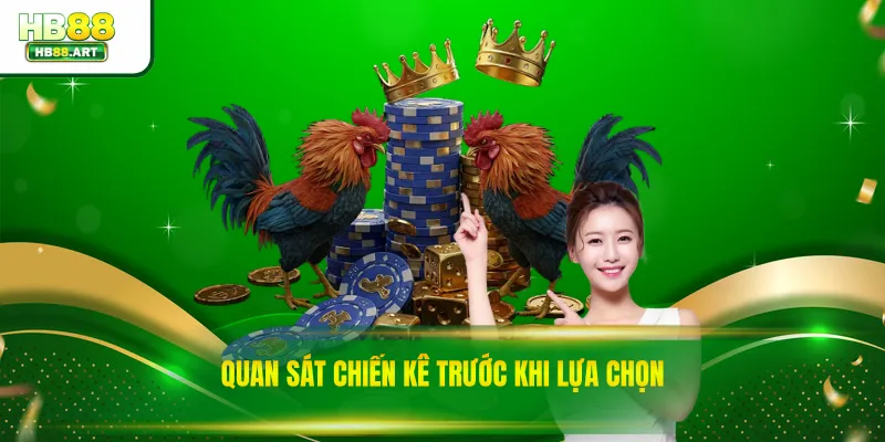 Quan sát chiến kê trước khi lựa chọn