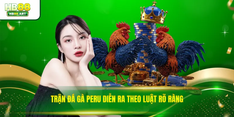 Trận đá gà peru diễn ra theo luật rõ ràng